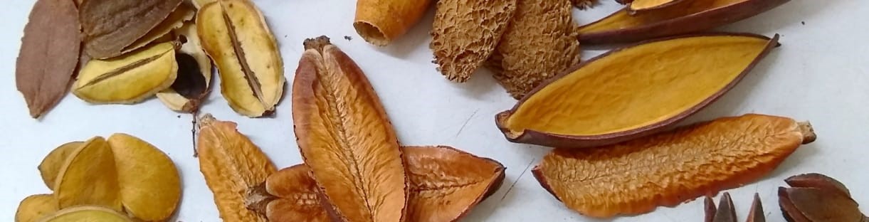 Botânicos para Aquário, cascas, folhas e sementes