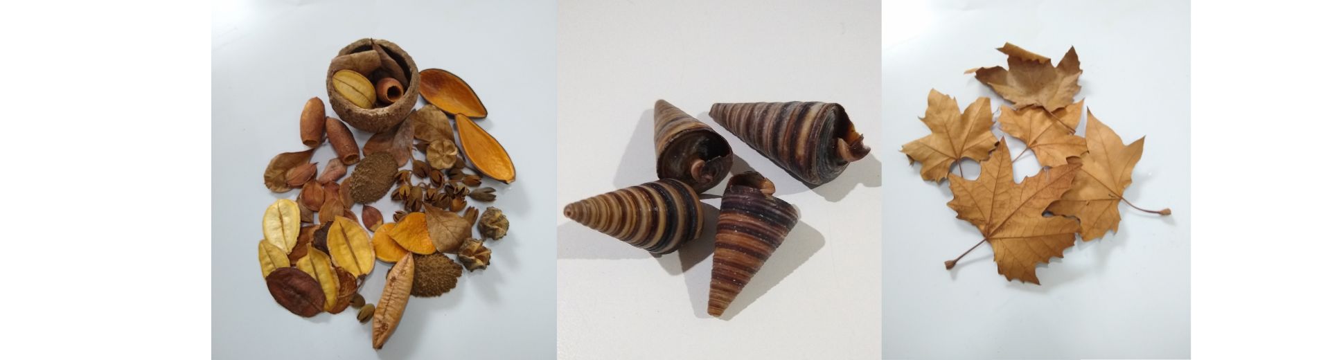 Cascas Conchas e Folhas Aquário e Terrário