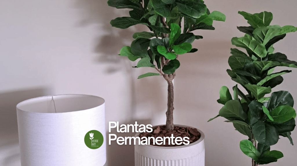 plantas perm1