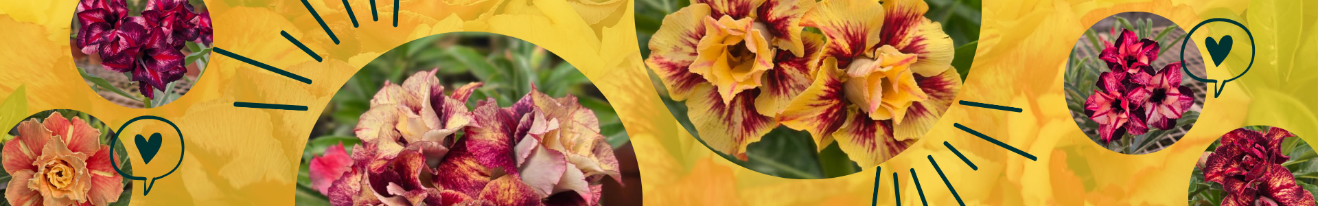 Diego Canan Rosas do Deserto