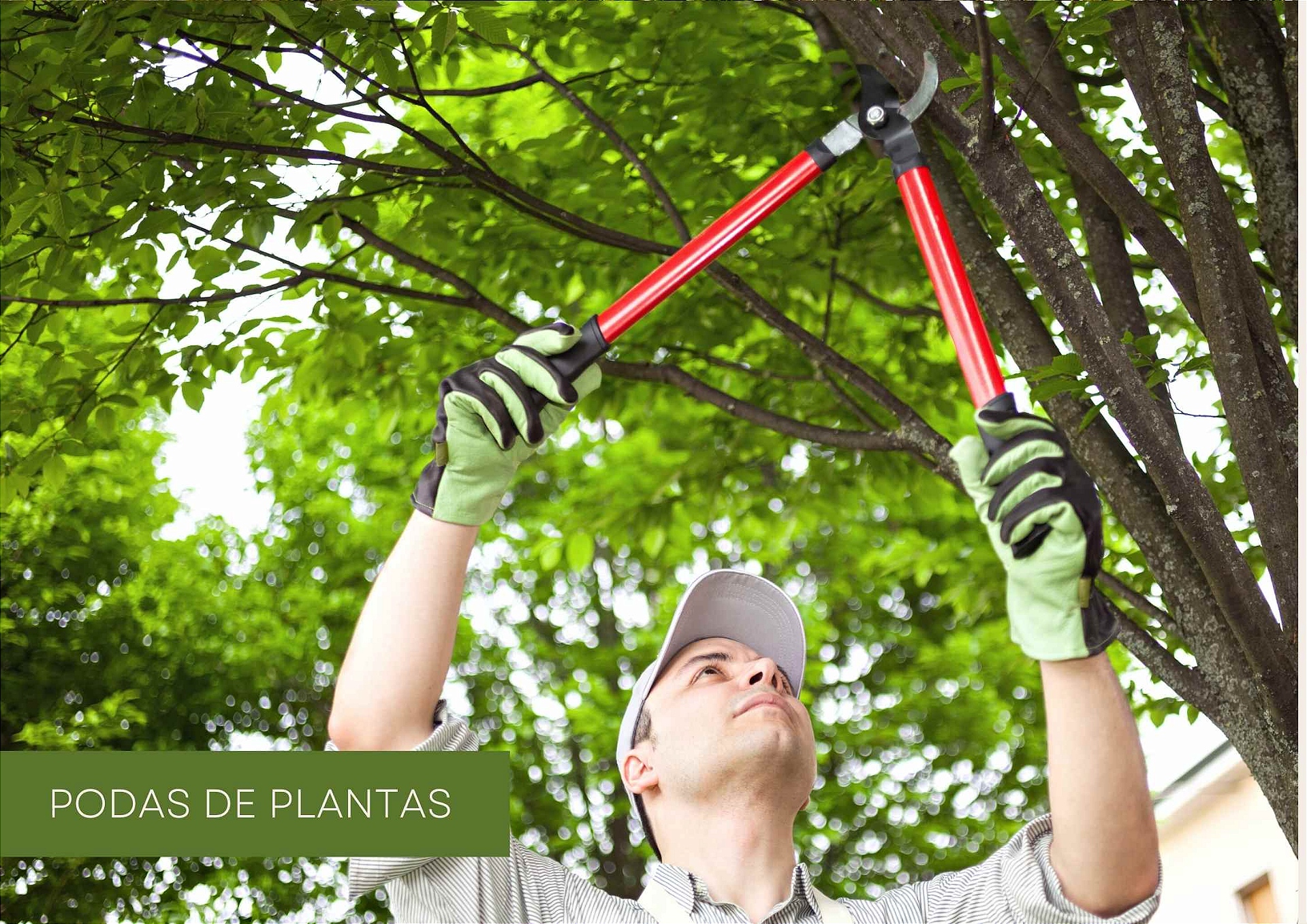 Poda plantas