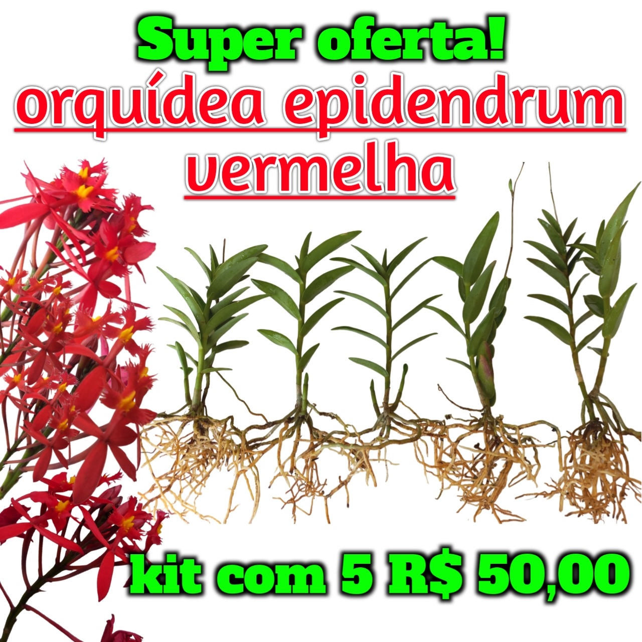 Epidendrum