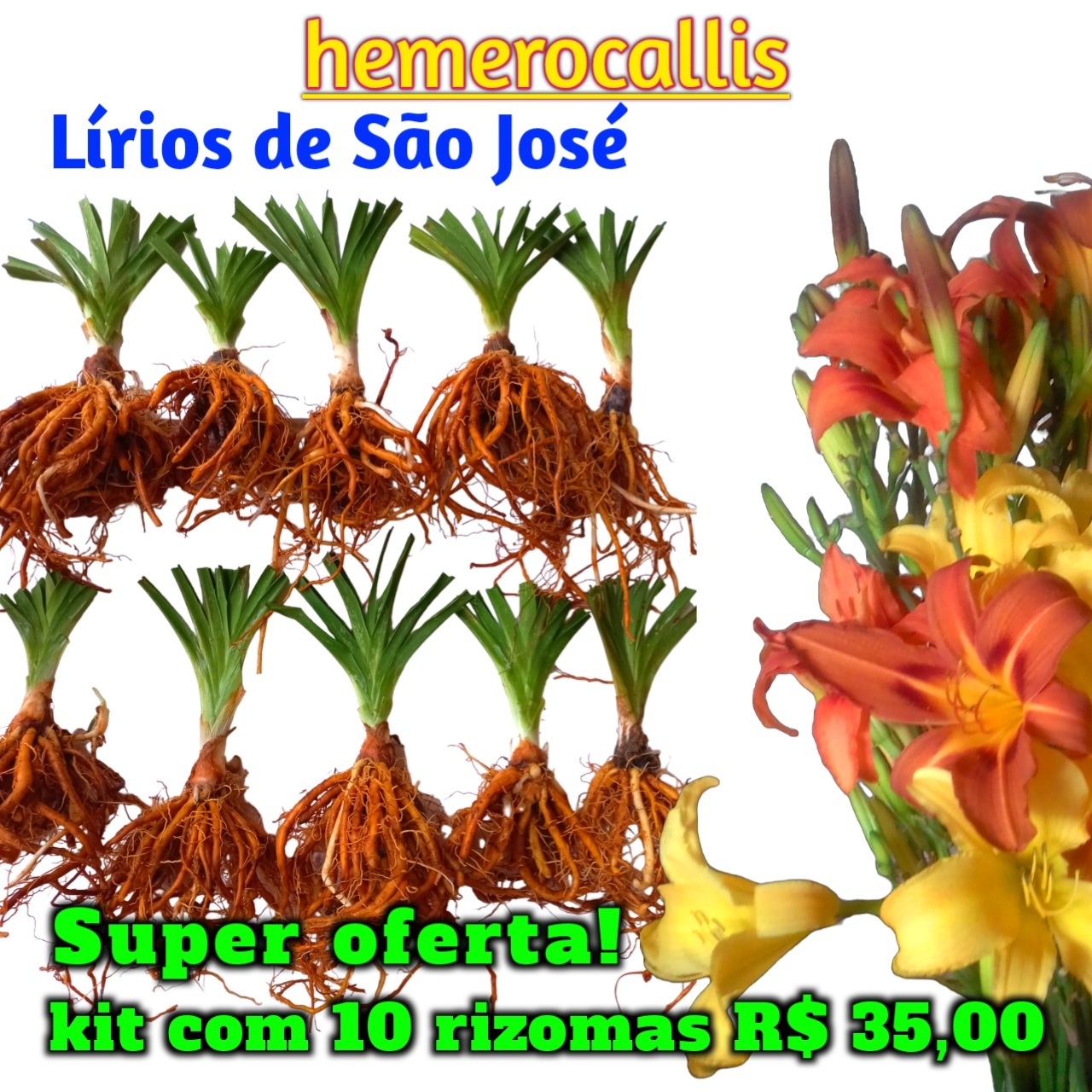 Lírio