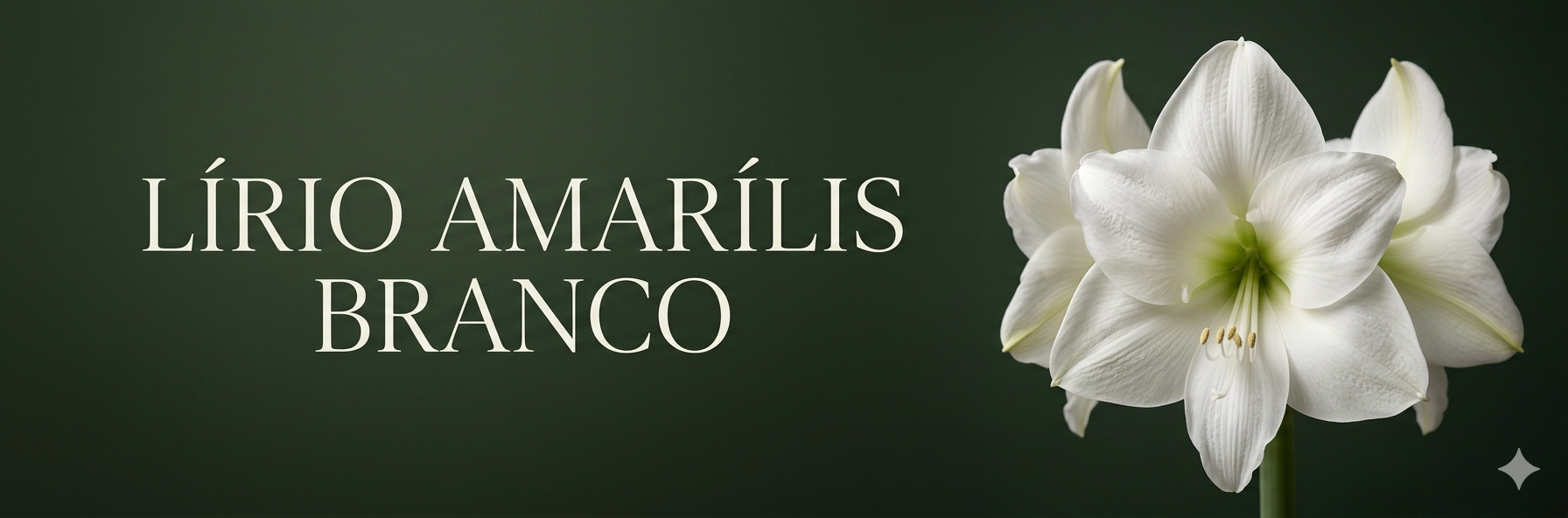 amarillis branco