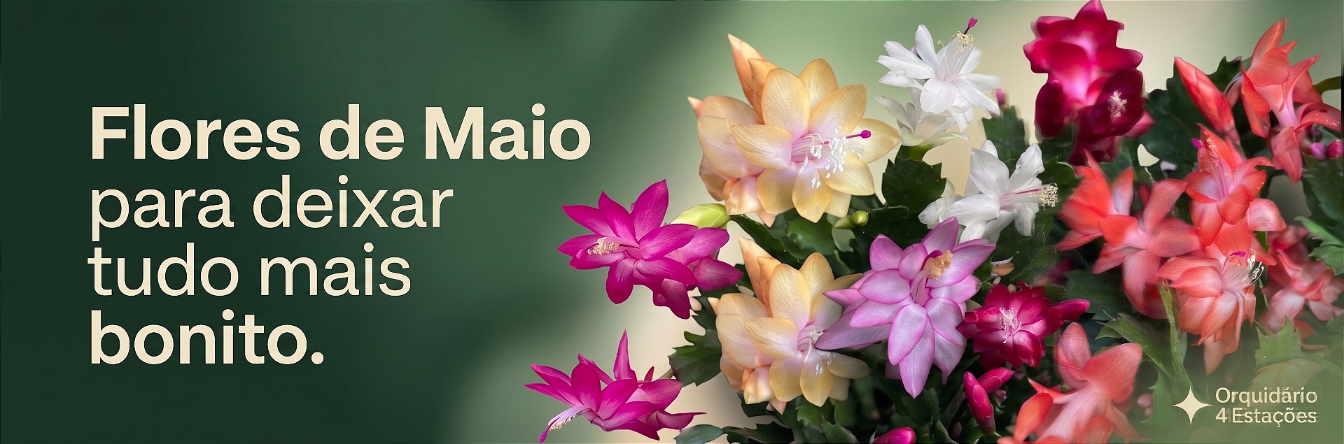 flores de maio