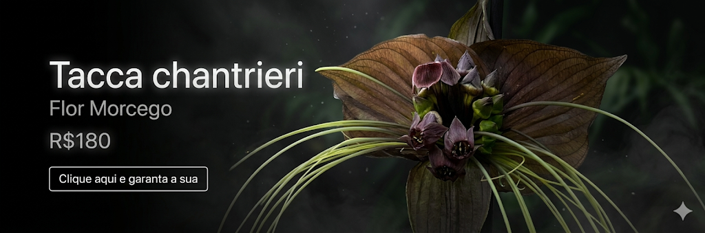 tacca