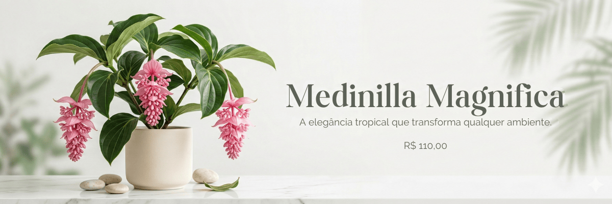 medinilla magnifica