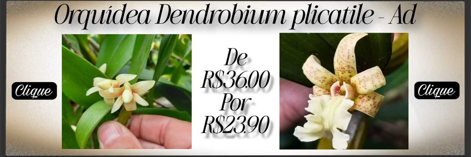 Dendrobium