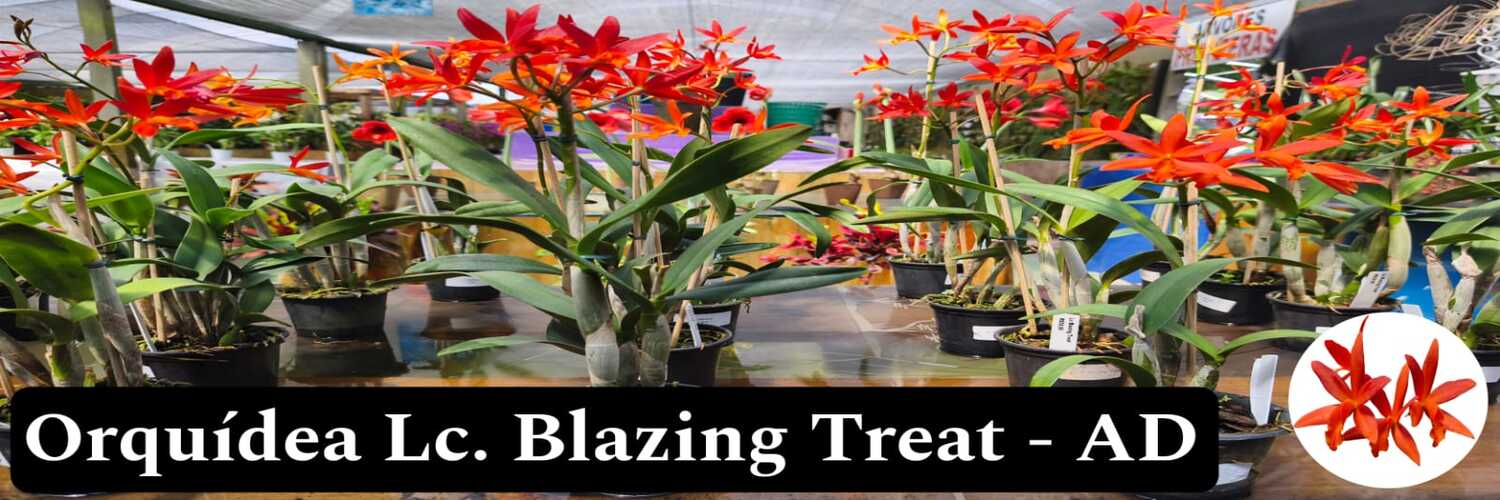 Lc Blanzing