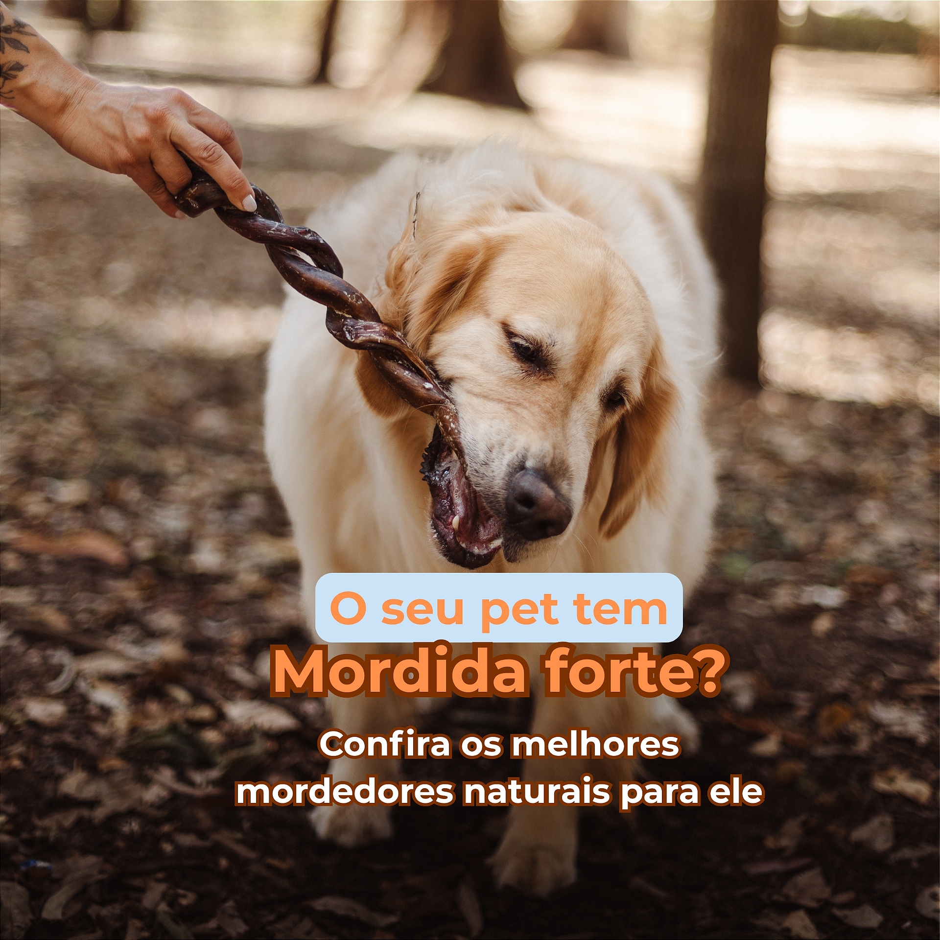 mordida forte mobile