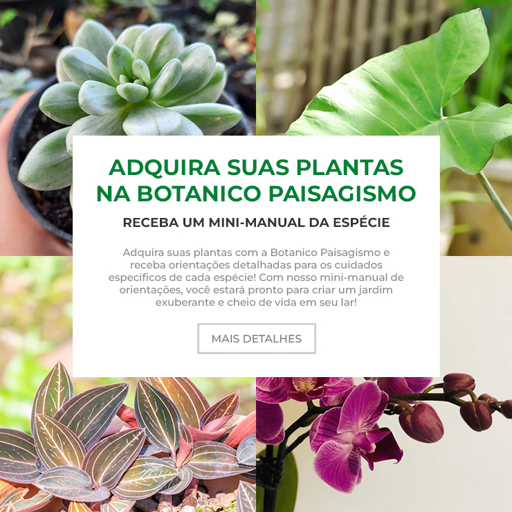 Plantas - Mobile