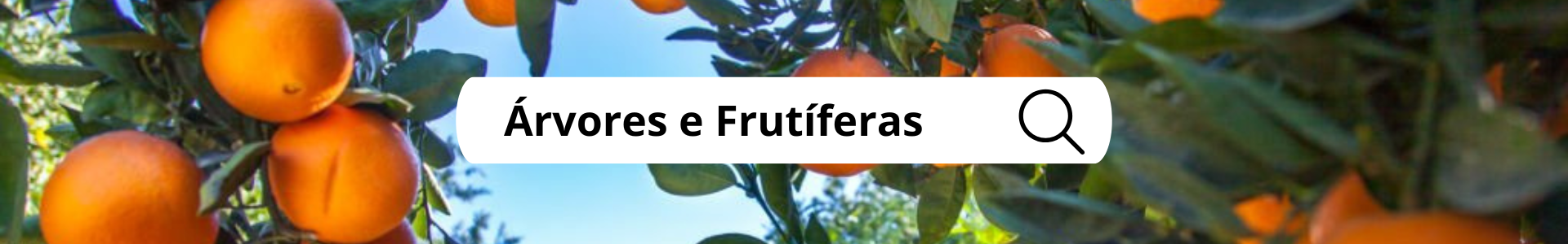 Arvores frutiferas