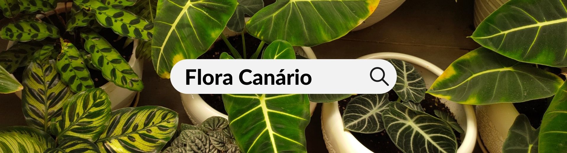 Flora Canário