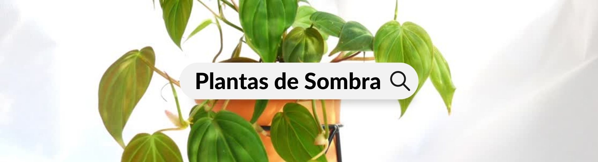 Plantas de Sombra