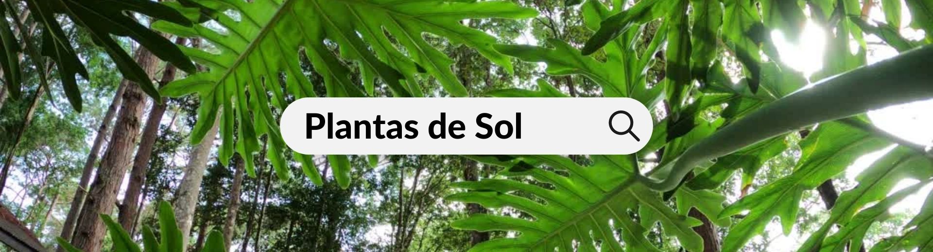 Plantas de Sol