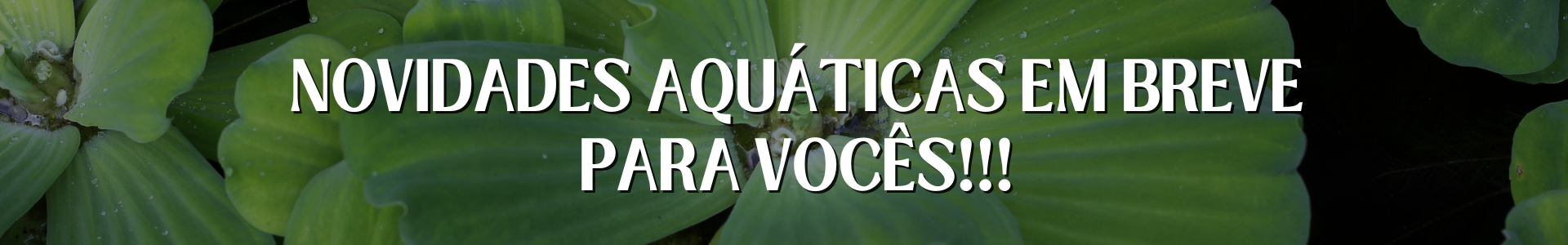 NOVIDADE AQUATICA