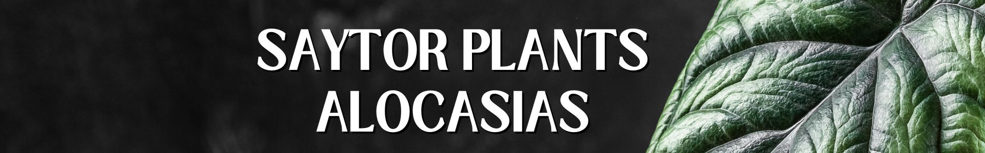 ALOCASIA