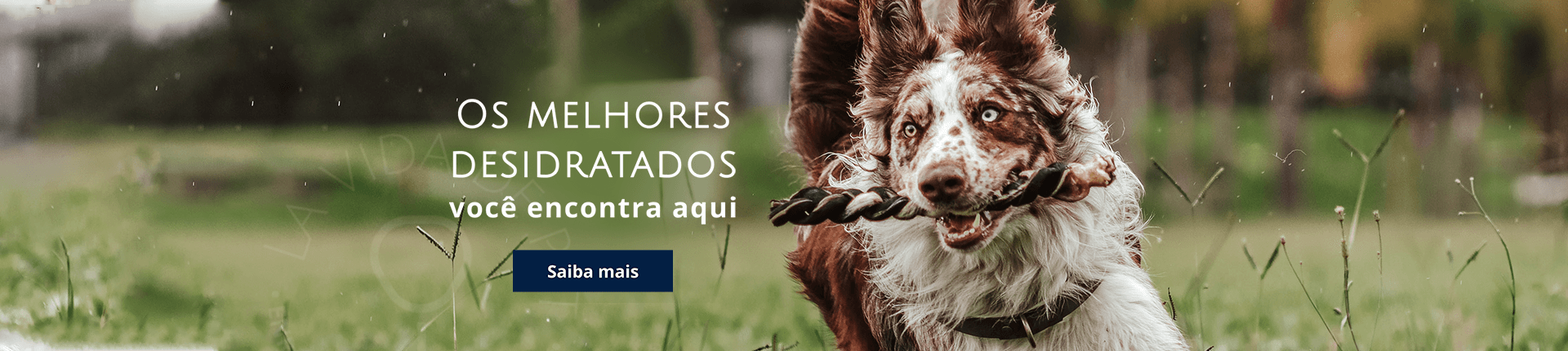 desidratados