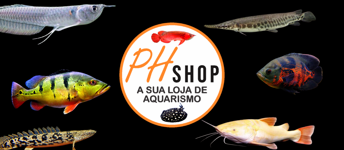 logotoipo