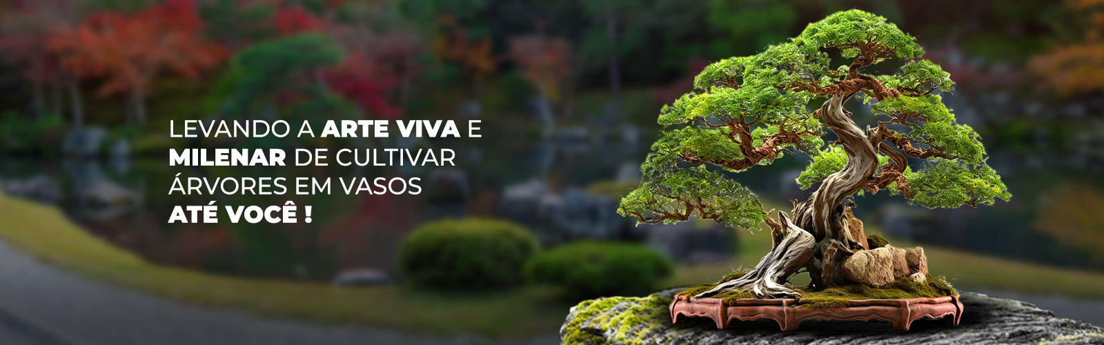 Levando a arte Viva - 2