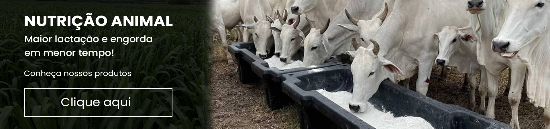 Nutrição Animal