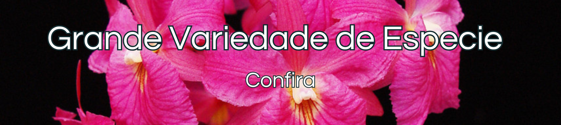 OFERTA CATASETUM