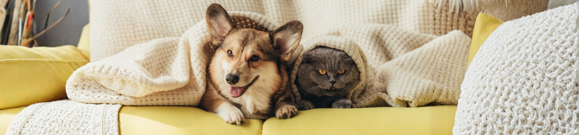 pet