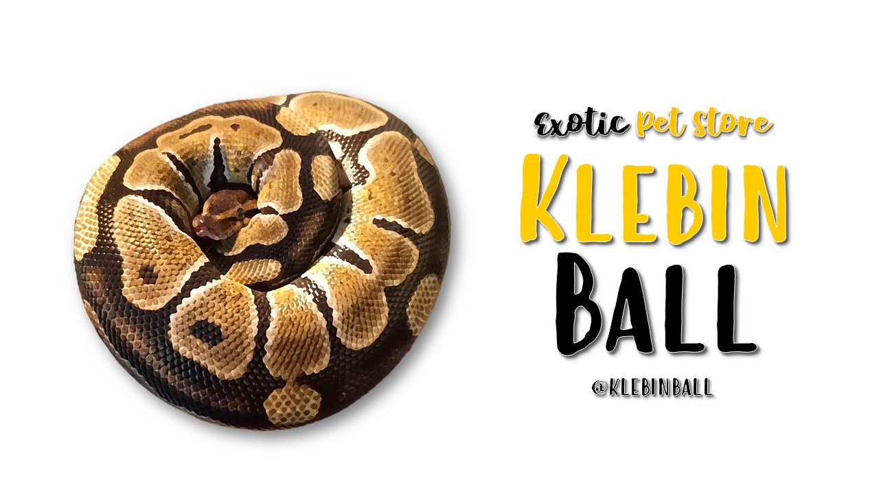 KLEBINBALL