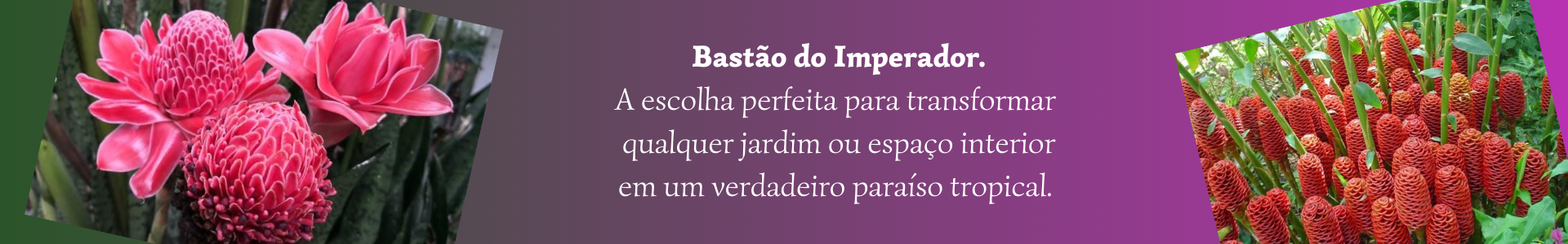 bastao do imperador