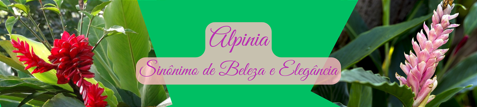 Alpinias