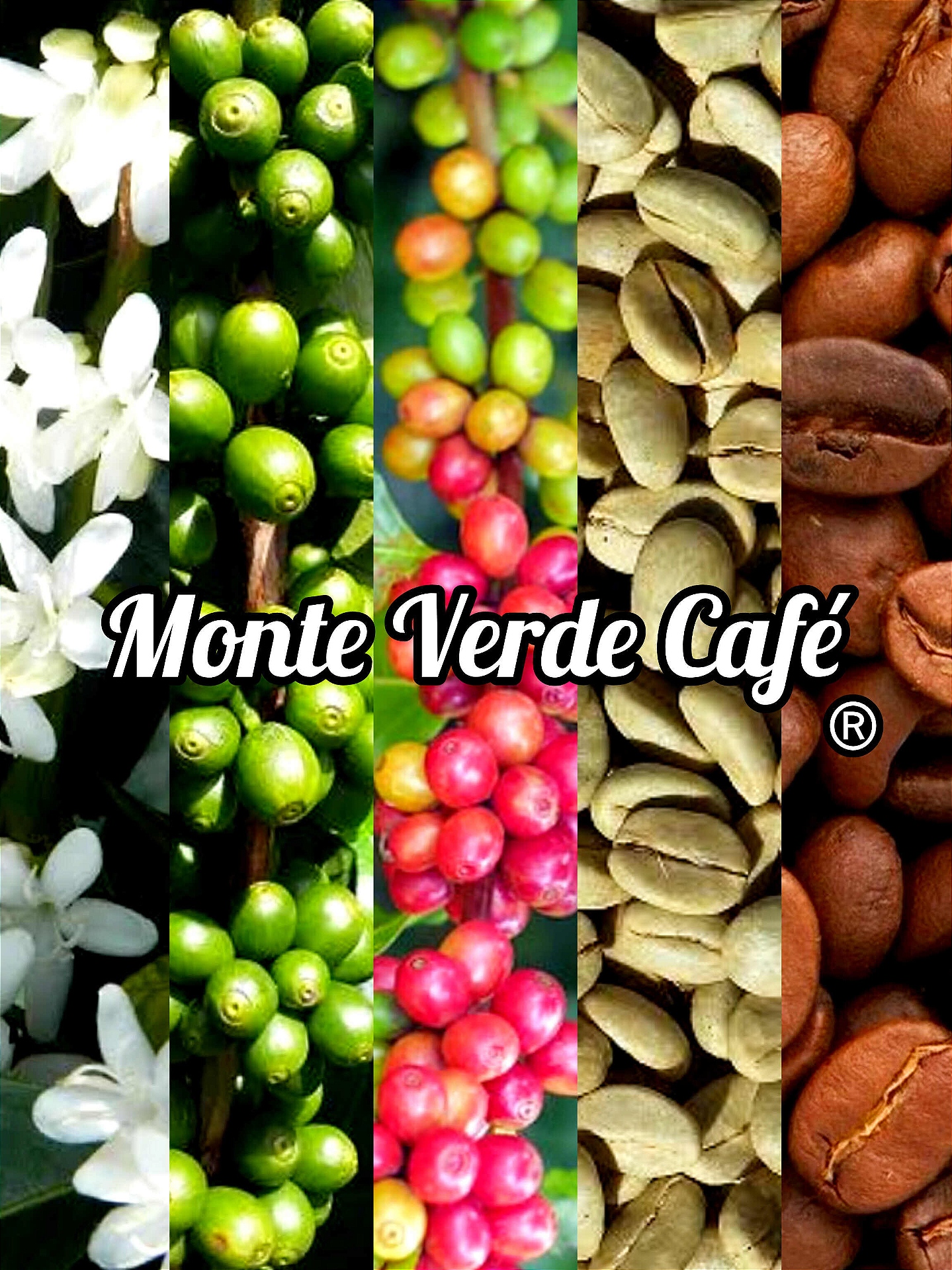 Café 100% Arábica - Purissímo da Montanha