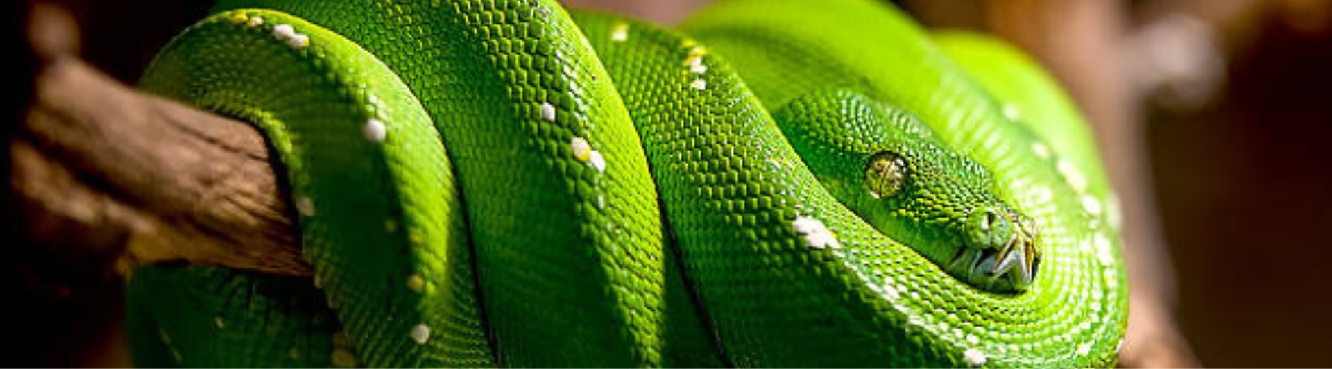 nattu