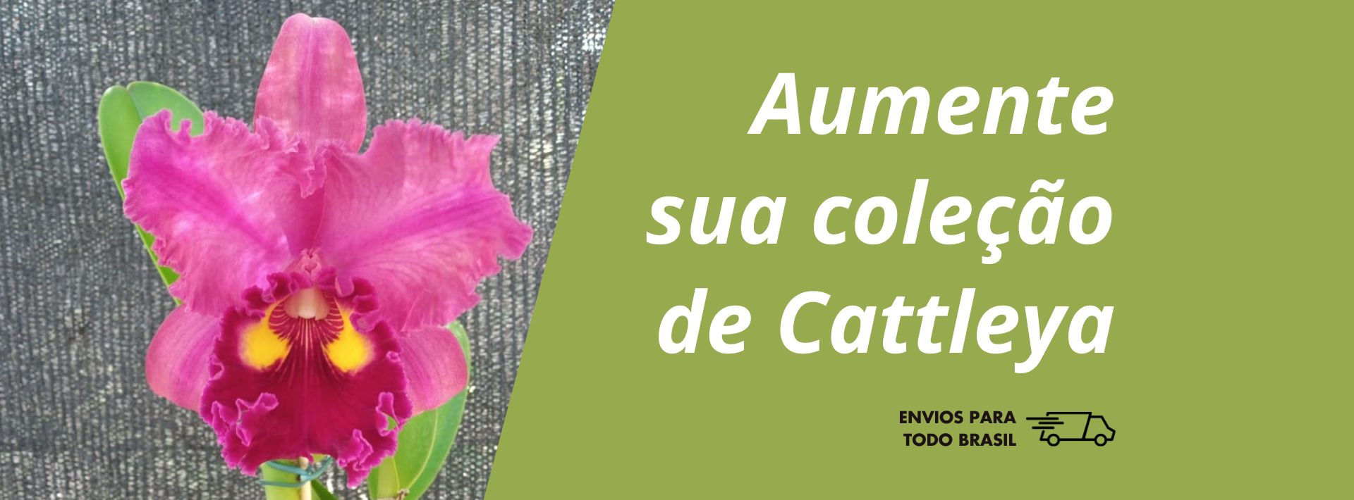 Cattleyas