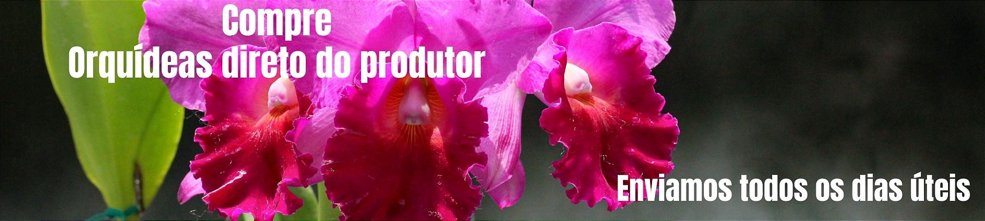 direto do produtor