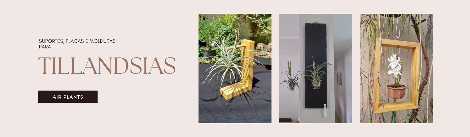 Tillandsia