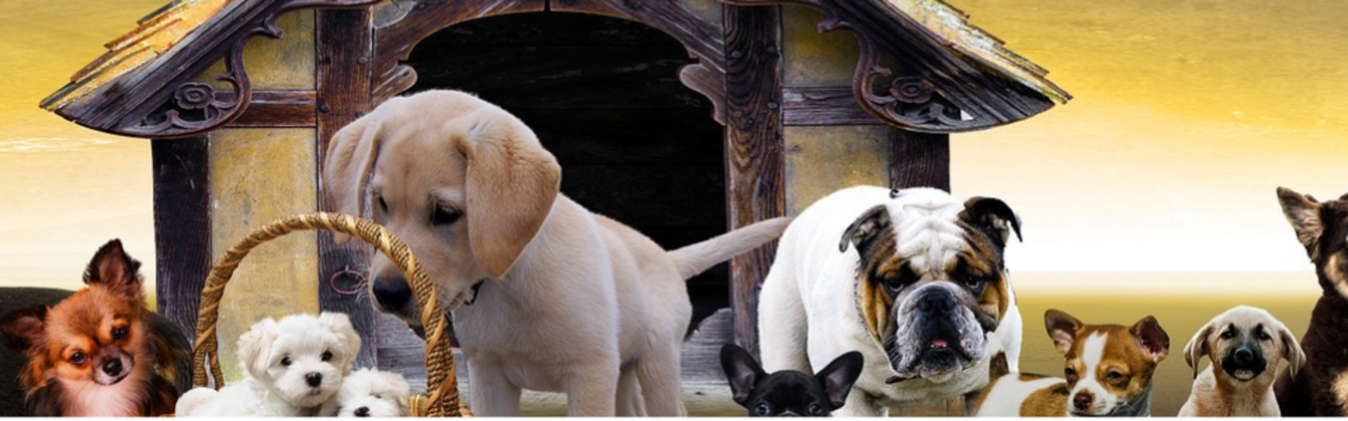 Fornecedor Para Petshop