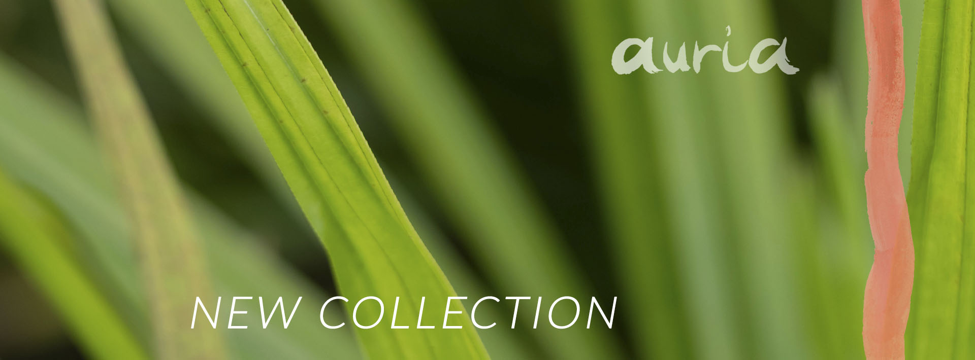 auria 2