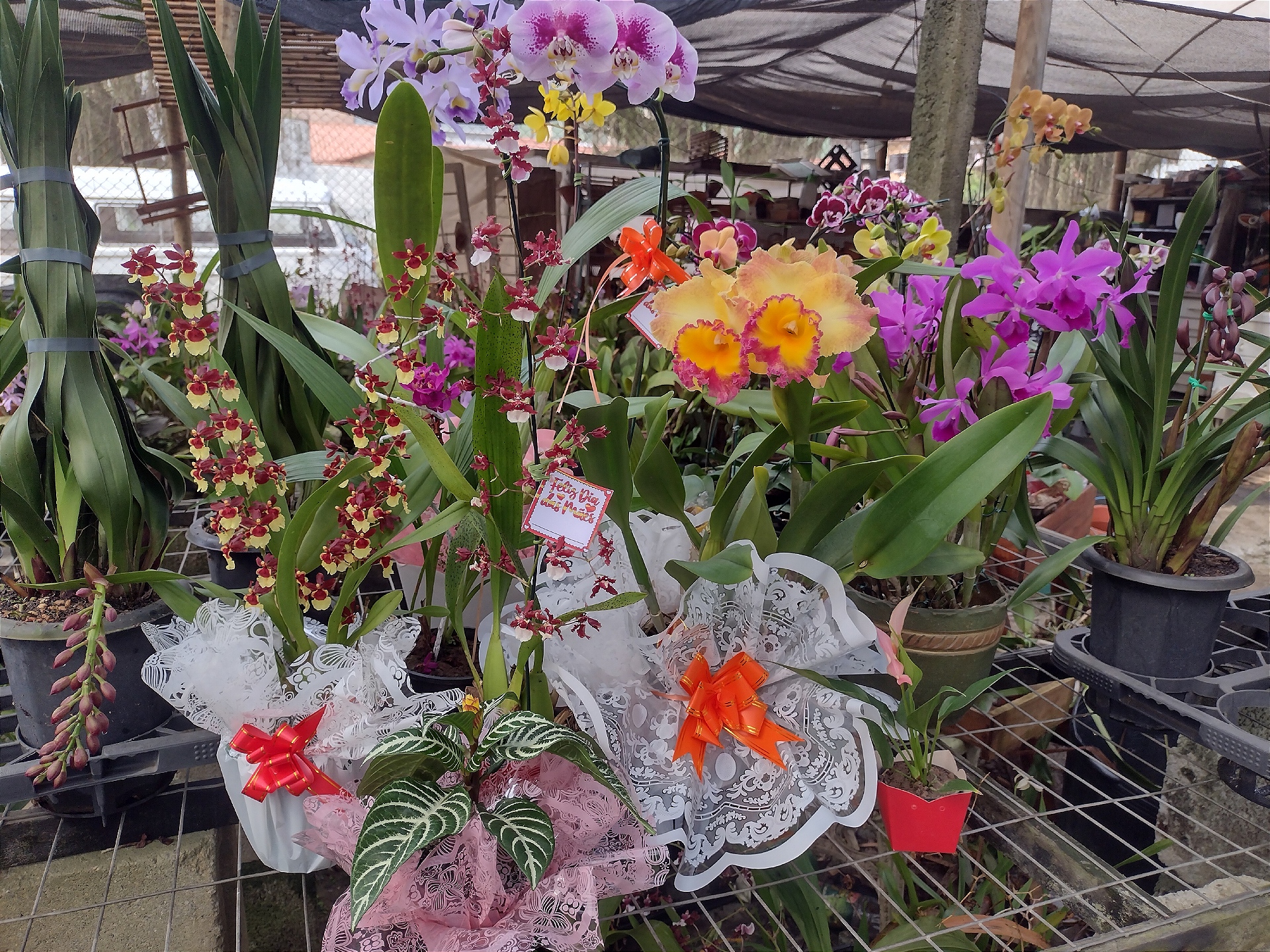 Orquidário Casarão