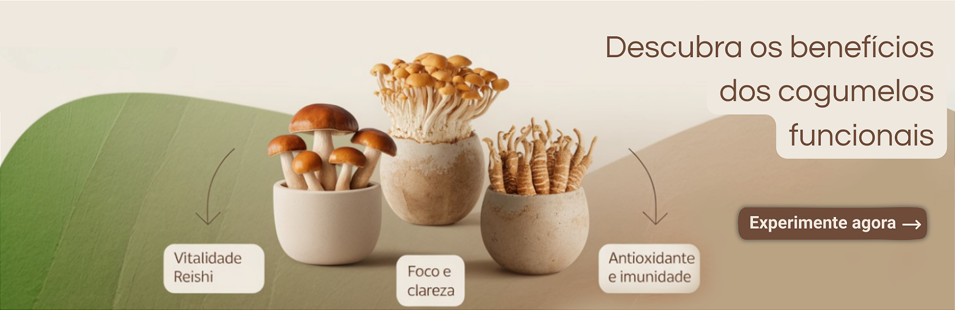 Cogumelos Funcionais