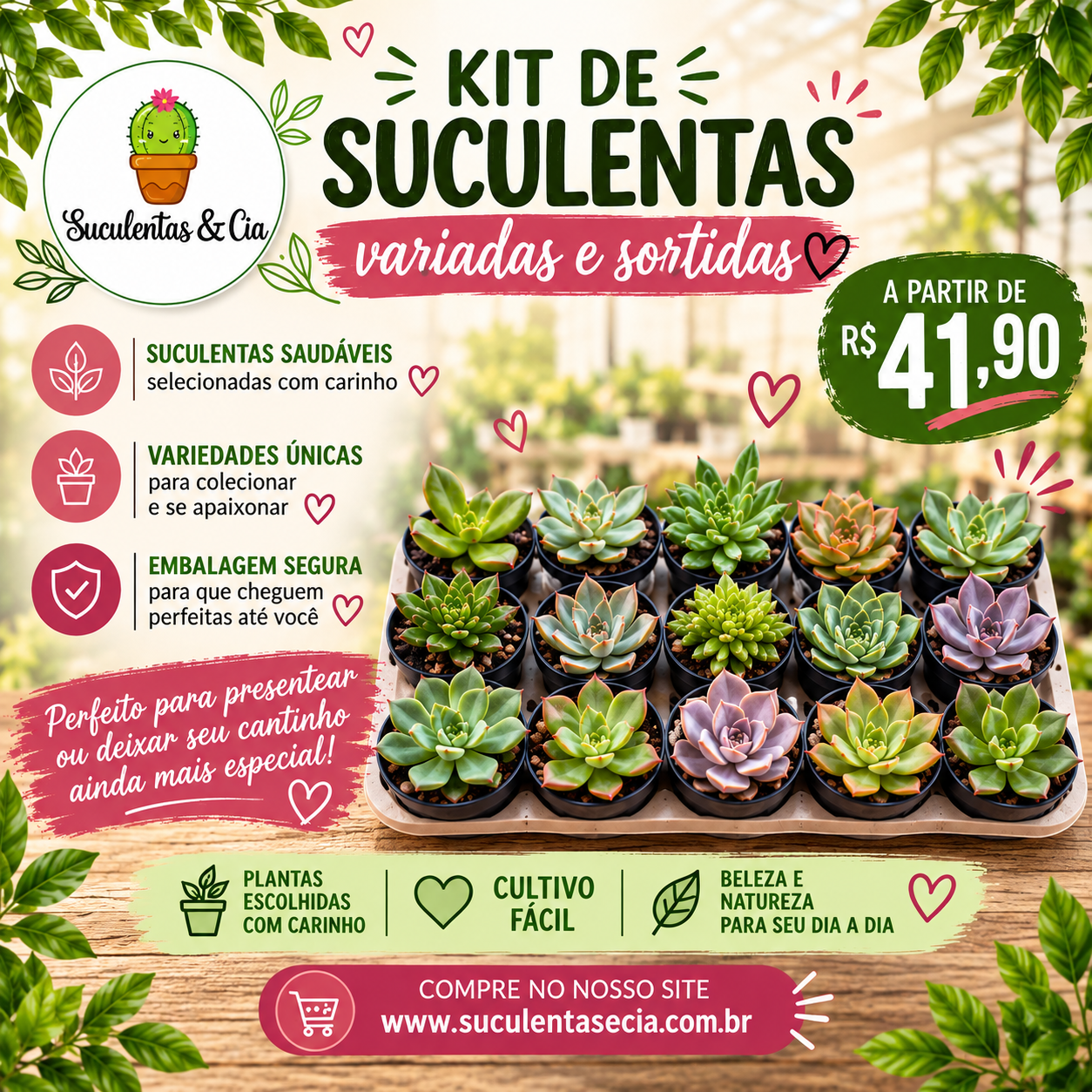 Promoção kit suculentas