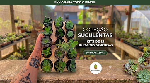 Promoção kit suculentas