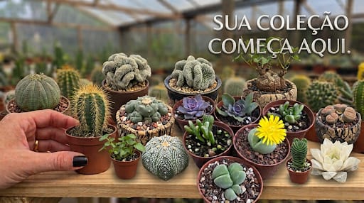 Sua Coleção começa aqui