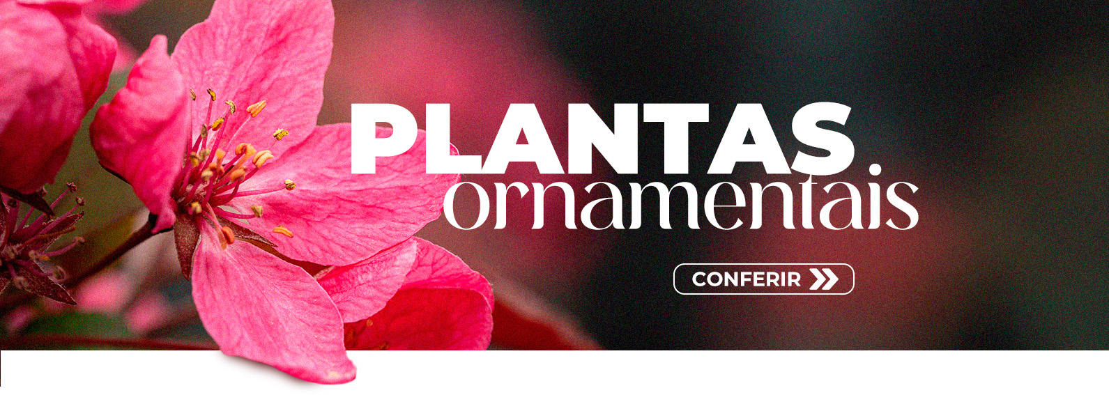 ornamental full banner