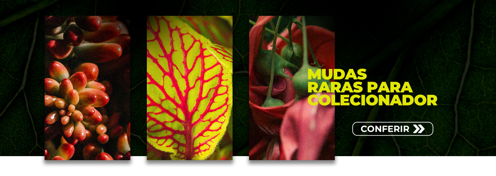 raras para colecionador full banner