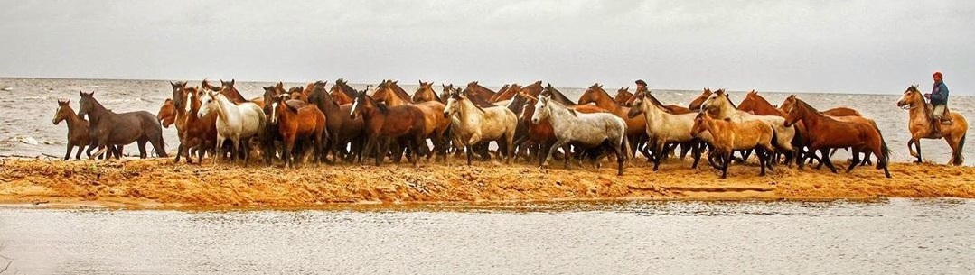 Cavalos