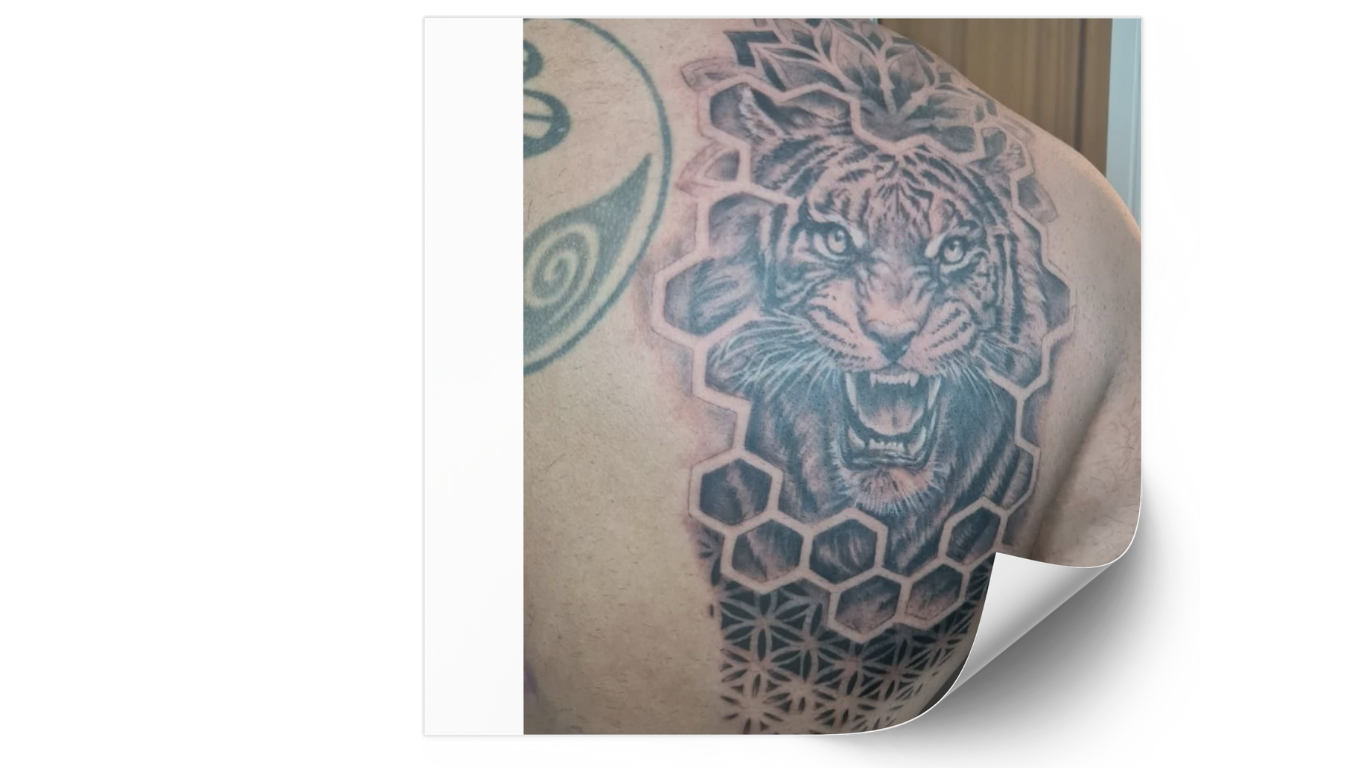 tigre