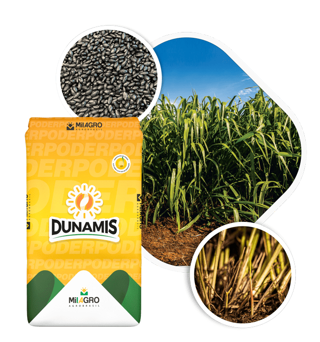 Dunamis produto-258008562