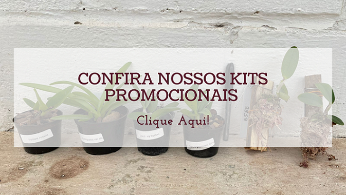 Kit promocional 2