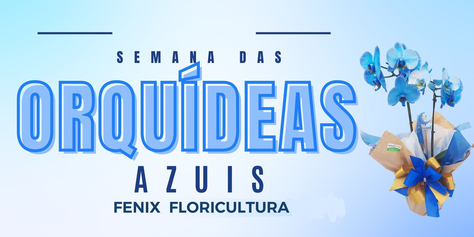 Banner Orquídeas Azuis
