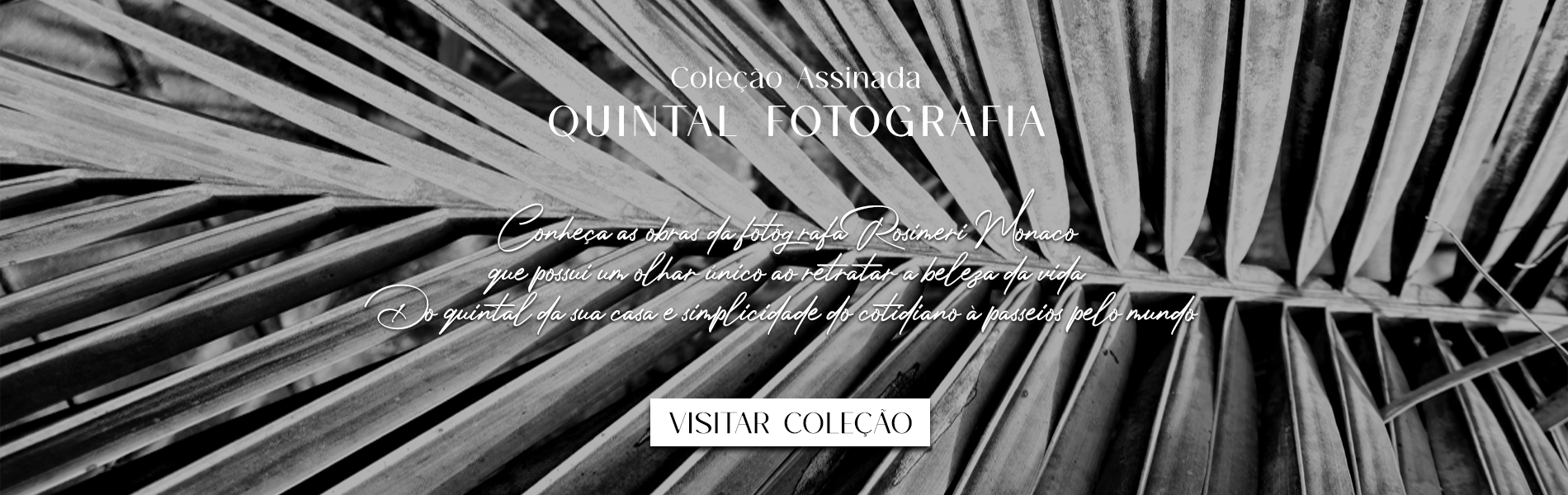 Coleção Quintal Fotografia
